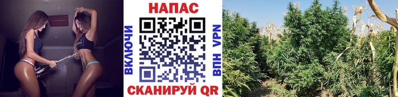 где можно купить наркотик  мега как зайти  Конопля White Widow  Учалы 